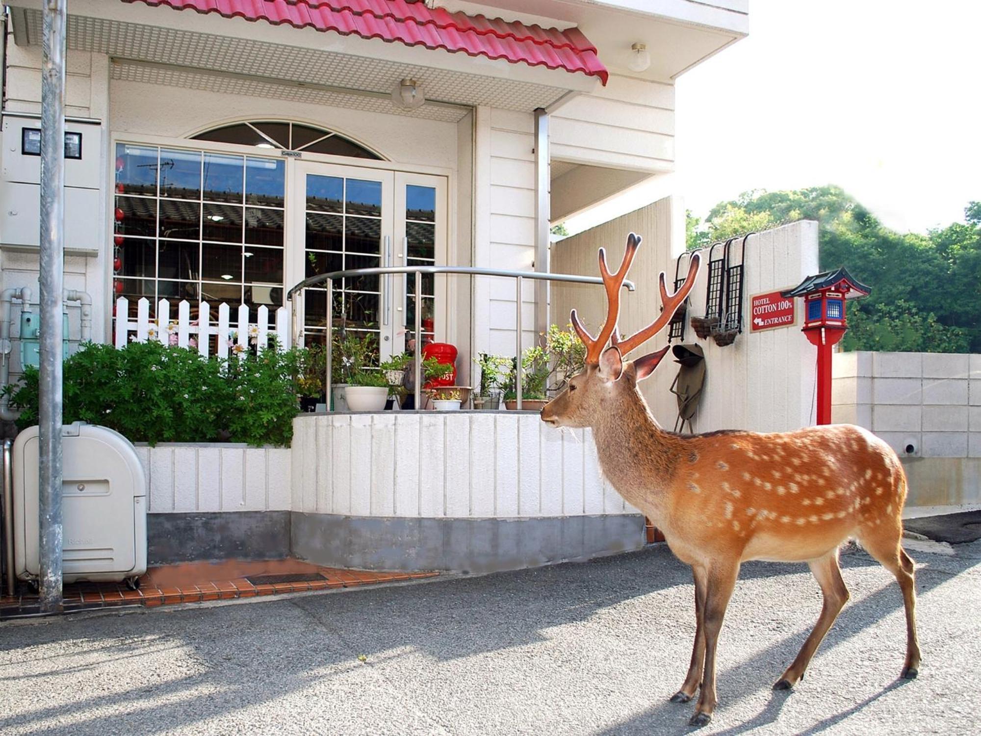 Nara - Hotel / Vacation Stay 47950 Eksteriør bilde